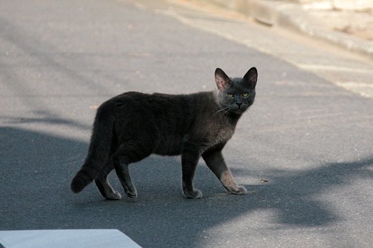 太田区のねこ