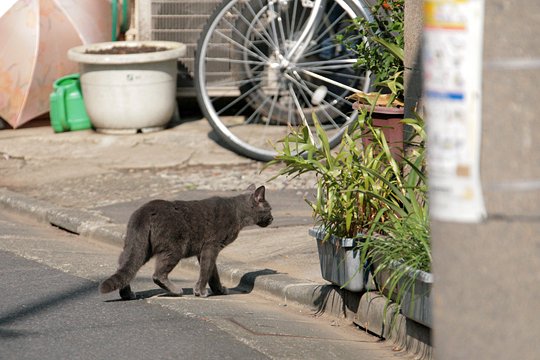 太田区のねこ