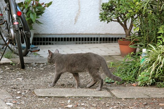 太田区のねこ
