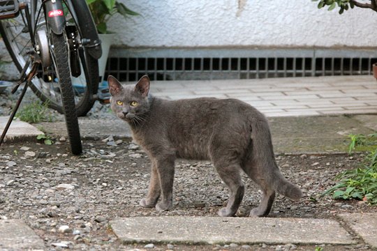 太田区のねこ