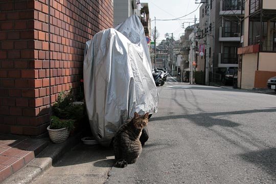 太田区のねこ