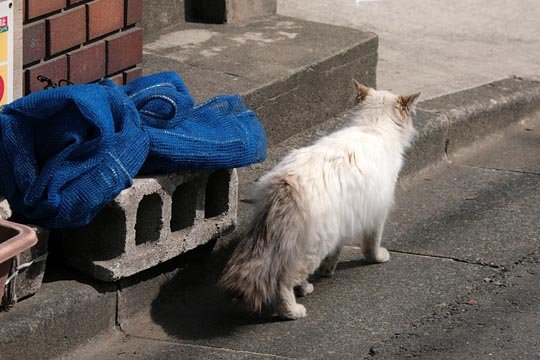 太田区のねこ