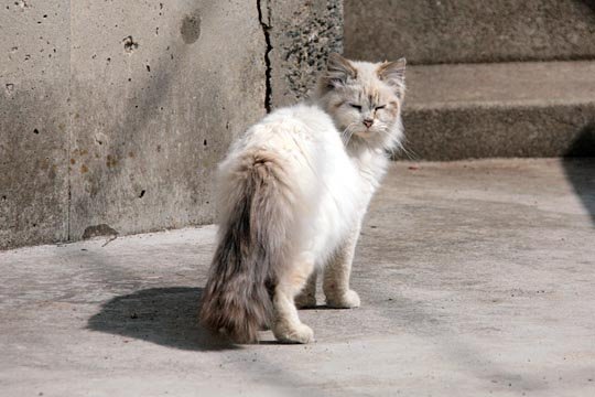 太田区のねこ