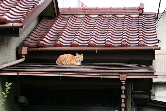 太田区のねこ