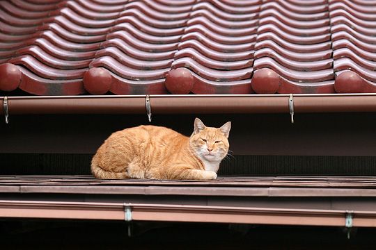 太田区のねこ