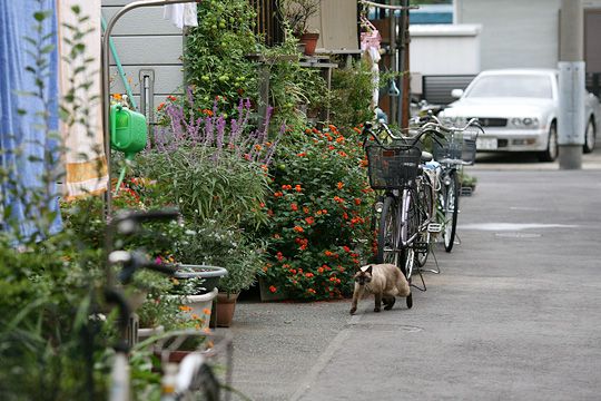 太田区のねこ