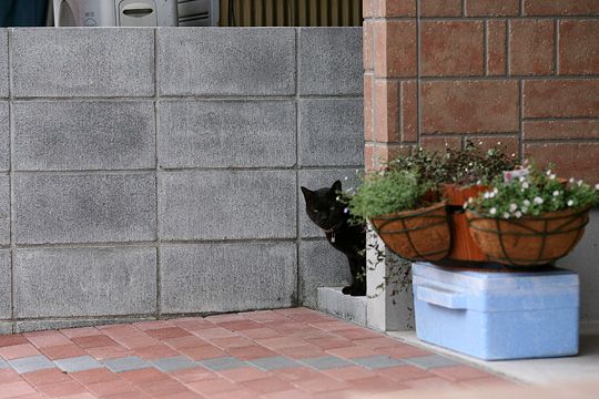 太田区のねこ