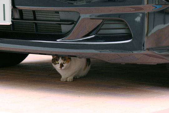 太田区のねこ