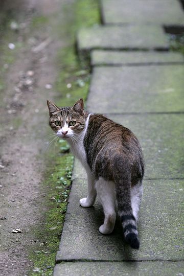 太田区のねこ