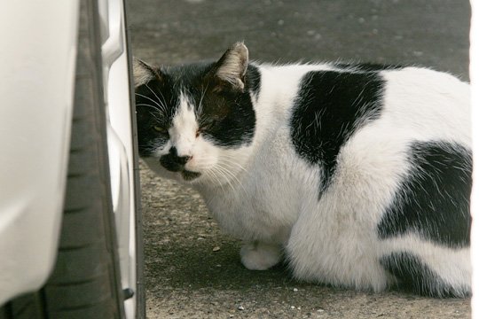 太田区のねこ