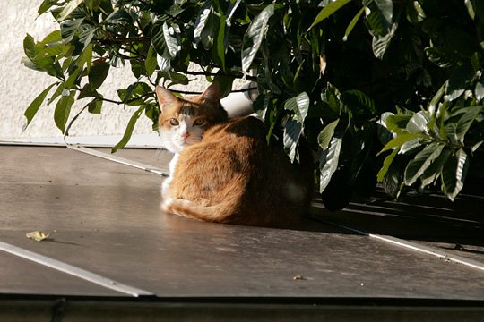 太田区のねこ