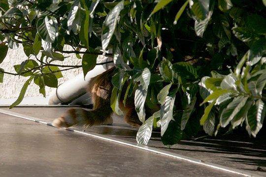 太田区のねこ
