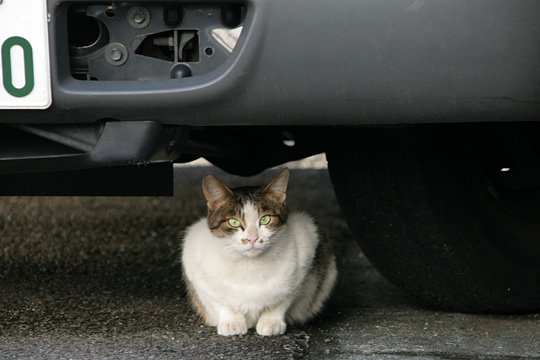 太田区のねこ
