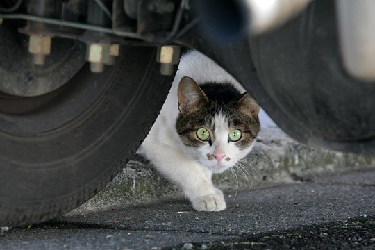 太田区のねこ