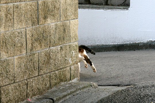 太田区のねこ