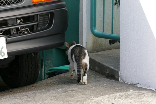 太田区のねこ