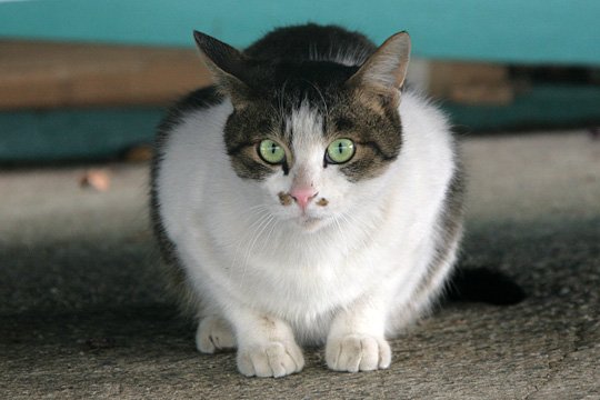 太田区のねこ