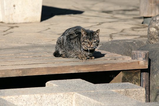 太田区のねこ