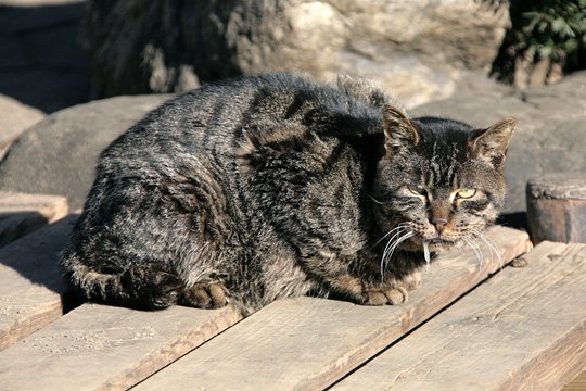 太田区のねこ