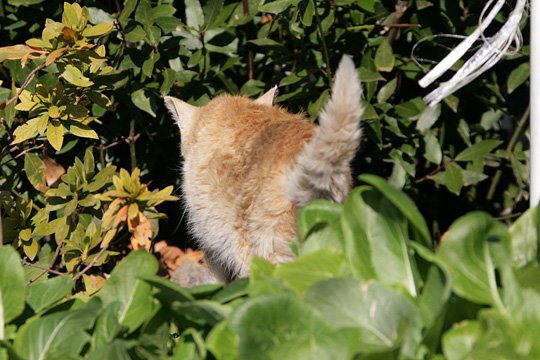 太田区のねこ