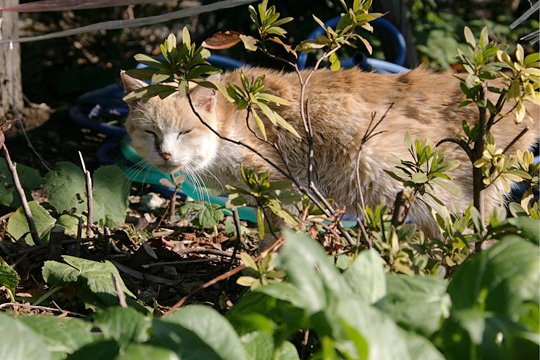 太田区のねこ