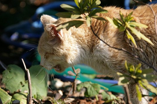 太田区のねこ