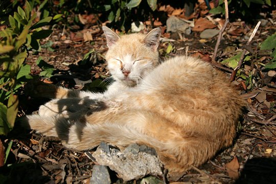 太田区のねこ