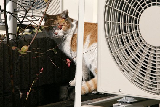 太田区のねこ