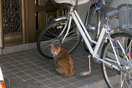 太田区のねこ