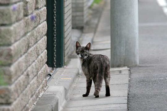 太田区のねこ