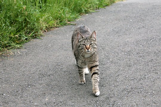 太田区のねこ