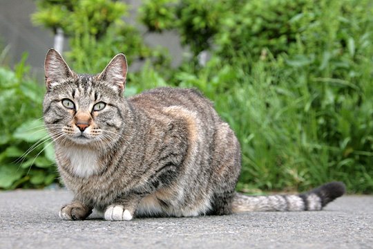 太田区のねこ