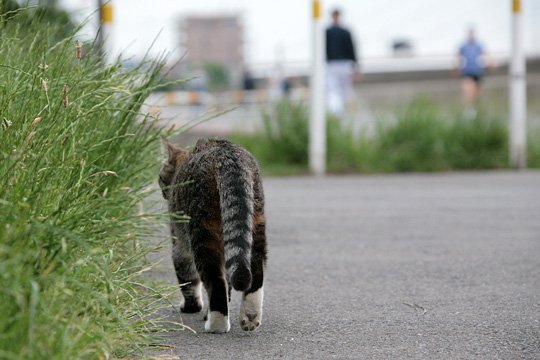 太田区のねこ