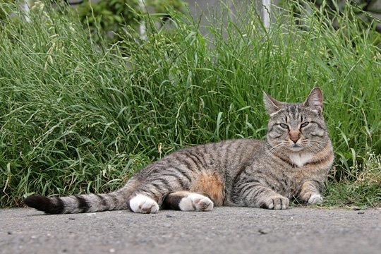 太田区のねこ