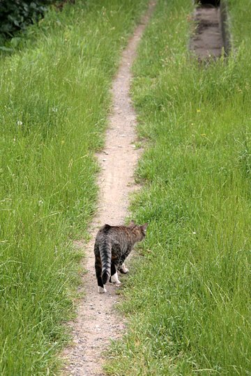 太田区のねこ