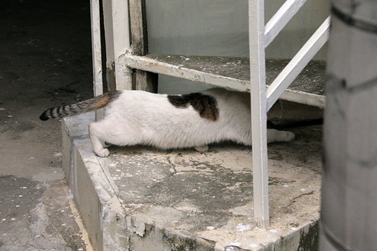 太田区のねこ