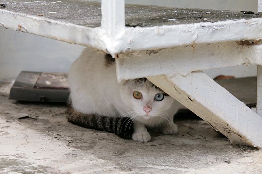 太田区のねこ