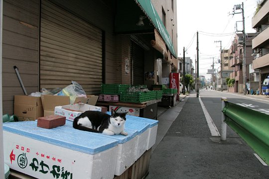 太田区のねこ