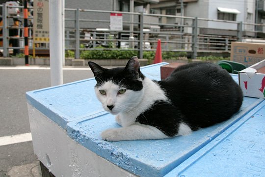 太田区のねこ