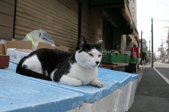 太田区のねこ