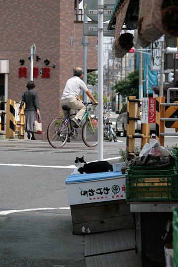 太田区のねこ