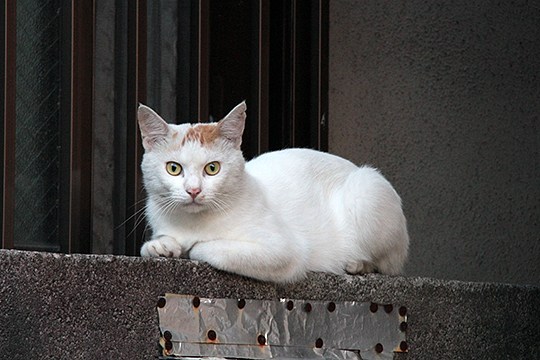 太田区のねこ