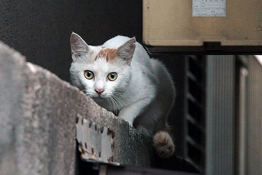 太田区のねこ