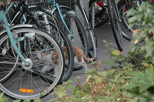 太田区のねこ