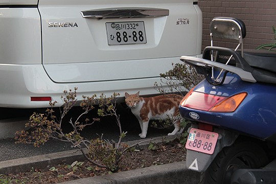 太田区のねこ