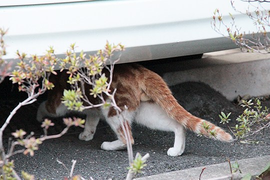 太田区のねこ