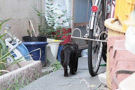 太田区のねこ