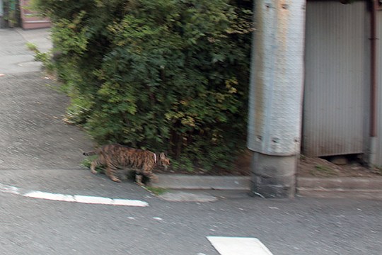 太田区のねこ
