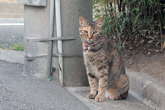 太田区のねこ