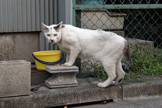 太田区のねこ